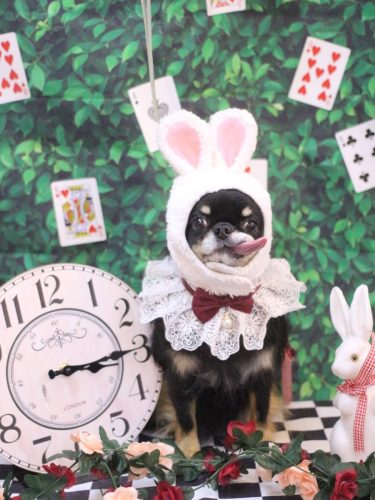 20250426ルナちゃん